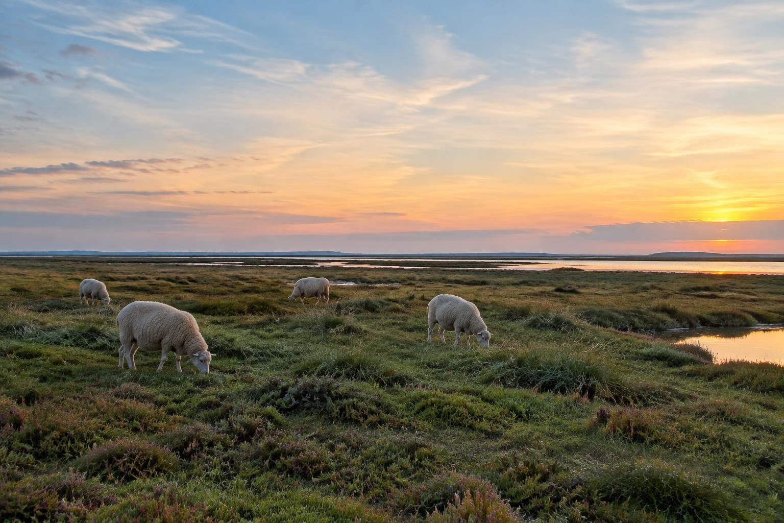 Schapen in de kwelder bij zonsondergang